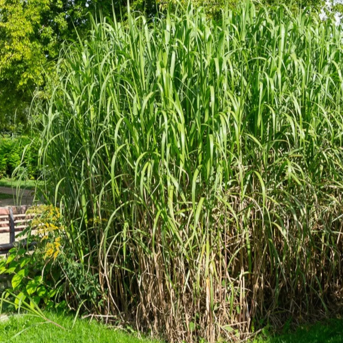 Eulalie gigantesque - Un écran vert en une saison