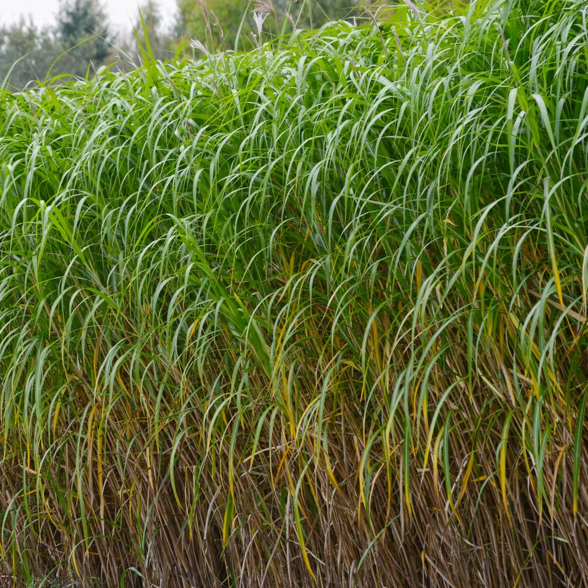 Eulalie gigantesque - Un écran vert en une saison