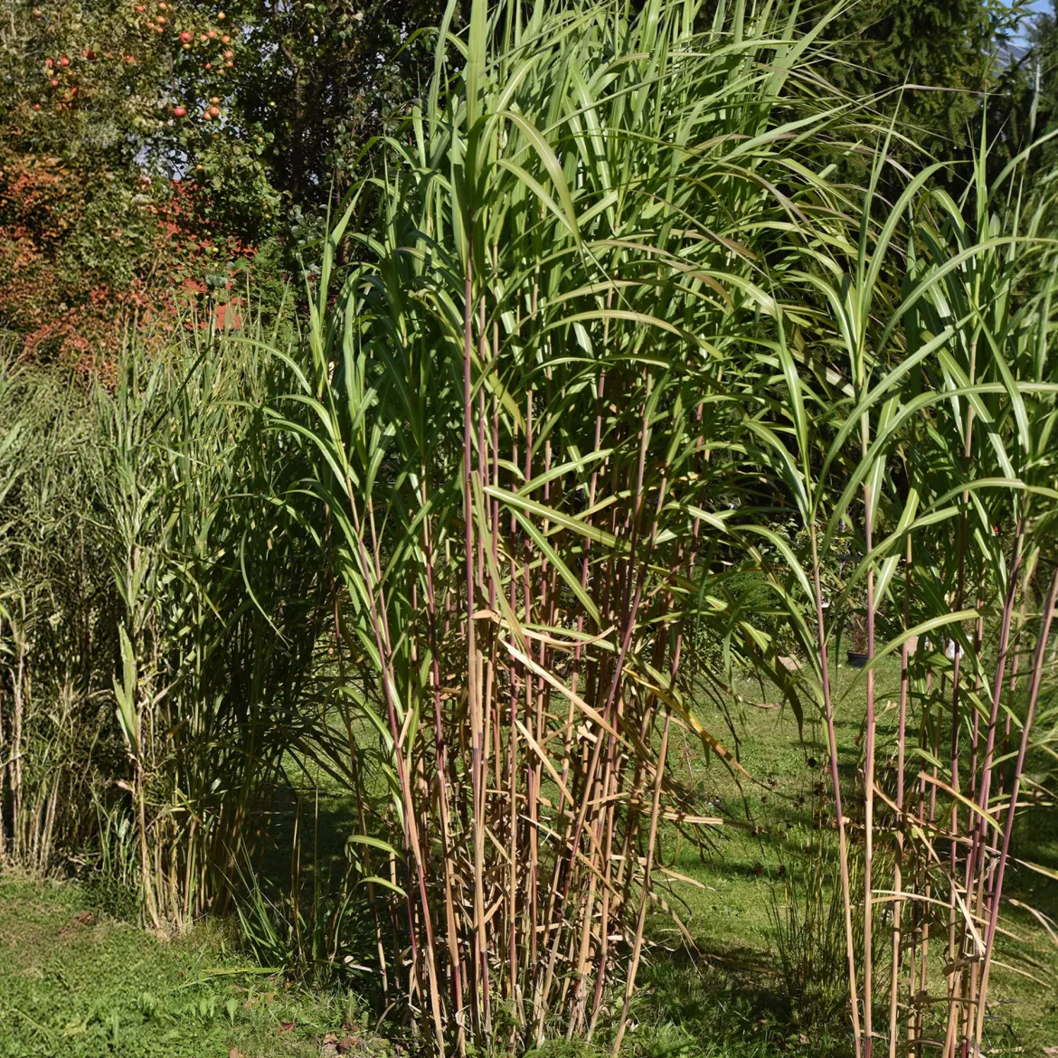 Eulalie gigantesque - Un écran vert en une saison