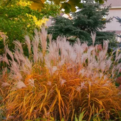 Eulalie Purpurascens - Feu d'automne au jardin