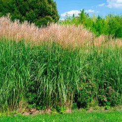 Eulalie Silberfeder - Panaches légers au jardin