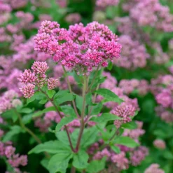 Eupatoire chanvrine Plenum - Un aimant à papillons