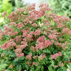 Eupatoire chanvrine Plenum - Un aimant à papillons