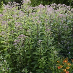 Eupatoire chanvrine Plenum - Un aimant à papillons