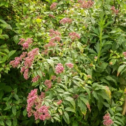 Eupatoire chanvrine Plenum - Un aimant à papillons