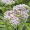 Eupatoire chanvrine - Un aimant à papillons