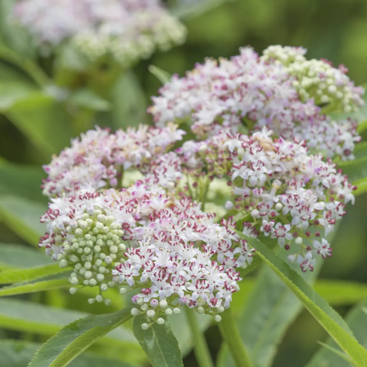 Eupatoire chanvrine - Un aimant à papillons