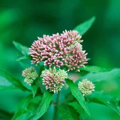 Eupatoire chanvrine - Un aimant à papillons