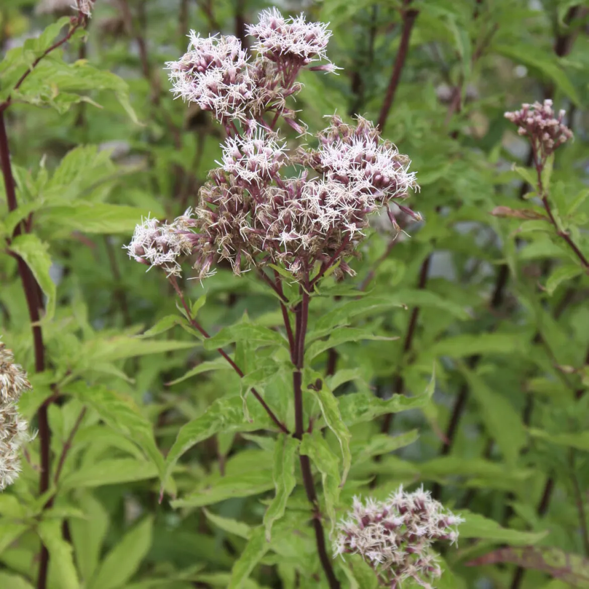 Eupatoire chanvrine - Un aimant à papillons