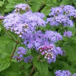 Eupatoire à fleurs d'ageratum - Un nuage bleu tout l'été
