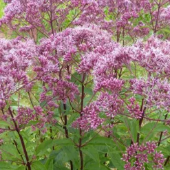 Eupatoire maculée Atropurpureum - Un géant rose pour papillons