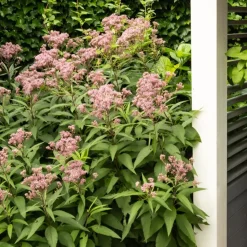 Eupatoire maculée Atropurpureum - Un géant rose pour papillons