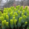 Euphorbe characias Blue Wonder - Du bleu qui résiste à tout