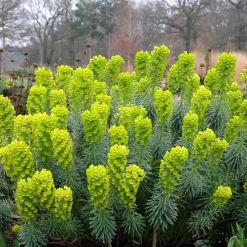 Euphorbe characias Blue Wonder - Du bleu qui résiste à tout