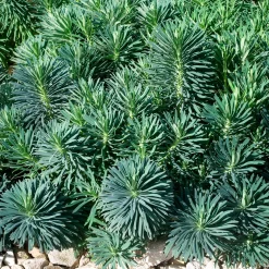 Euphorbe characias Blue Wonder - Du bleu qui résiste à tout
