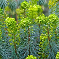 Euphorbe characias Blue Wonder - Du bleu qui résiste à tout