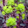 Euphorbe characias Miners Merlot - Un feuillage pourpre saisissant
