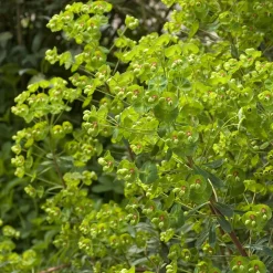 Euphorbe de Martin - Verte toute l'année sans effort