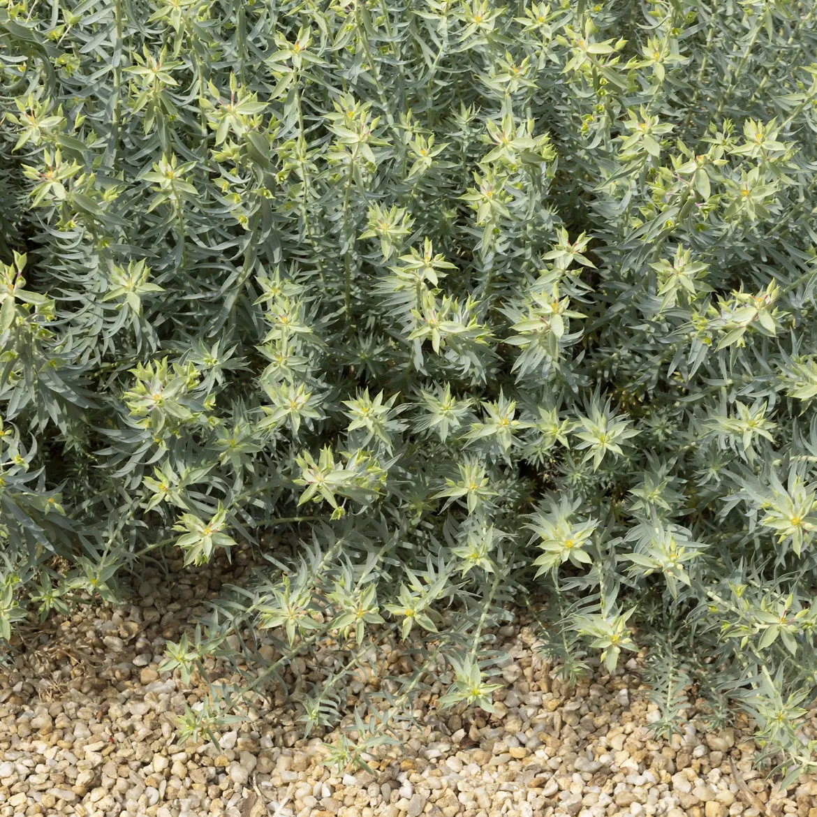 Euphorbe des Baléares - Vert toute l'année sans effort