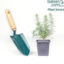 Euphorbe des Baléares - Vert toute l'année sans effort