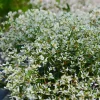 Euphorbe Diamond Frost - Un nuage blanc tout l'été