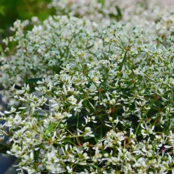 Euphorbe Diamond Frost - Un nuage blanc tout l'été