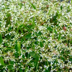 Euphorbe Diamond Frost - Un nuage blanc tout l'été