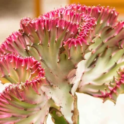 Euphorbe Euphorbia 'Cristata' - La sculpture vivante déco