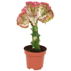 Euphorbe Euphorbia 'Cristata' - La sculpture vivante déco