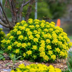 Euphorbe polychrome - Une boule d'or au jardin