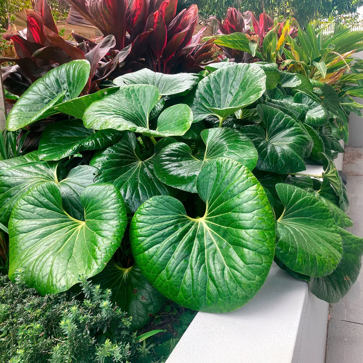 Farfugium Gigantea Articjungle® - L'effet jungle sans effort
