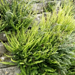 Fausse-Capillaire - La fougère qui habille vos murs