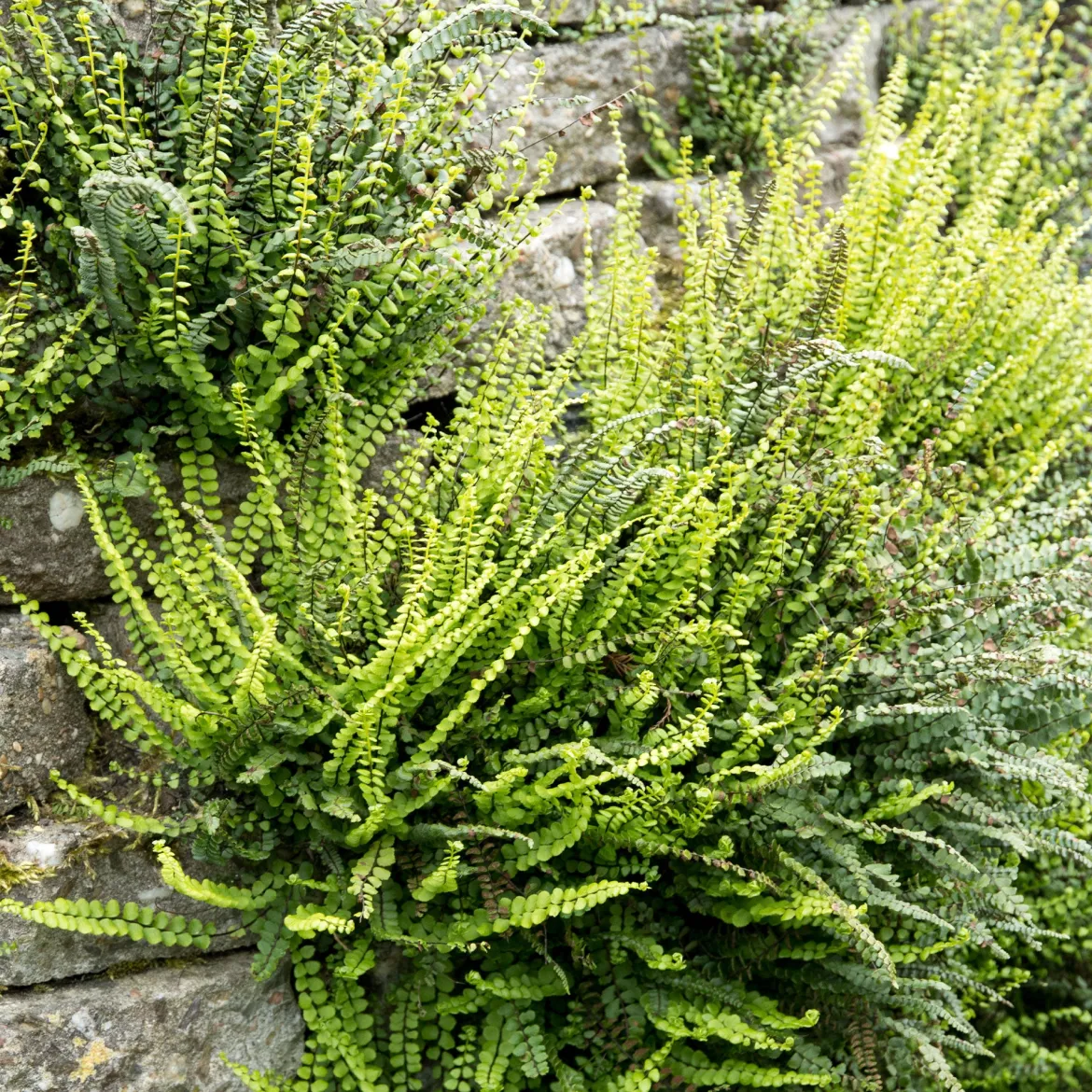 Fausse-Capillaire - La fougère qui habille vos murs