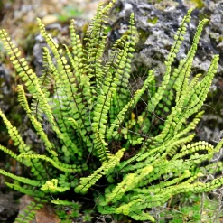 Fausse-Capillaire - La fougère qui habille vos murs