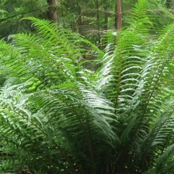 Fausse fougère mâle - Un coin de forêt chez vous