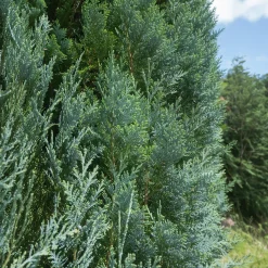 Faux Cyprès de Lawson - Une haie bleutée en un rien de temps