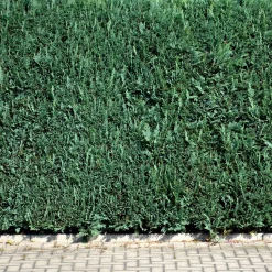 Faux Cyprès de Lawson - Une haie bleutée en un rien de temps