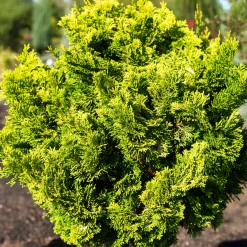 Faux cyprès Hinoki Aurora - Du doré toute l'année