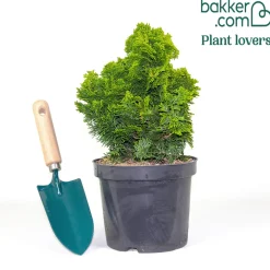 Faux cyprès Hinoki Aurora - Du doré toute l'année