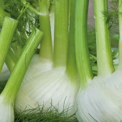 Fenouil doux Finale Bio - Des bulbes croquants et sucrés