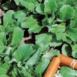 Feuille de chou navet vert - Deux récoltes en une