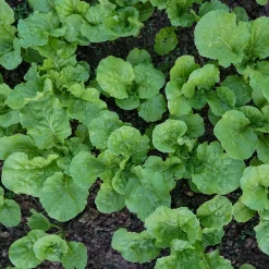 Feuille de chou navet vert - Deux récoltes en une