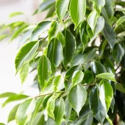 Ficus benjamina Anastasia - Un arbre déco sans effort