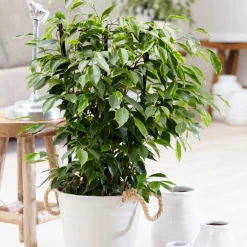 Ficus benjamina Anastasia - Un arbre déco sans effort