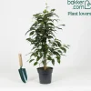 Ficus benjamina Danielle - Vert dense toute l'année