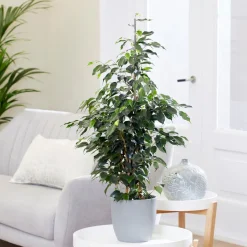 Ficus benjamina Danielle - Vert dense toute l'année