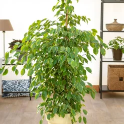 Ficus benjamina Golden King - Vert lumineux toute l'année