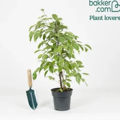Ficus benjamina Golden King - Vert lumineux toute l'année