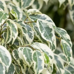 Ficus benjamina Twilight - Feuillage panaché lumineux