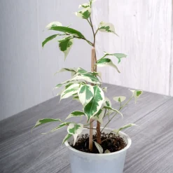 Ficus benjamina Twilight - Feuillage panaché lumineux